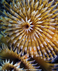 Christmas tree worm-85 macro,dual stobes by Robert Michaelson 